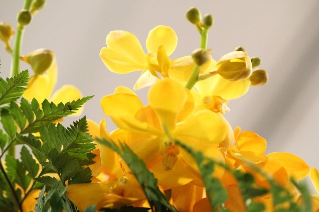 yellow květiny