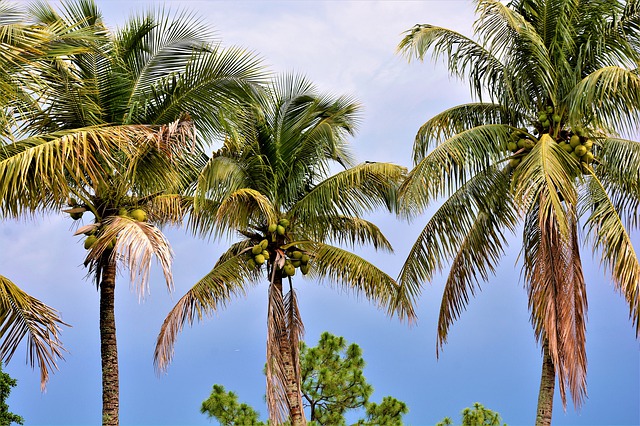kokosové palmy z dálky